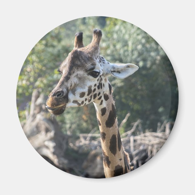 Íman Girafa (Frente)