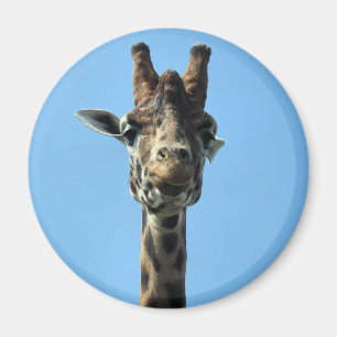 ÍMAN GIRAFA