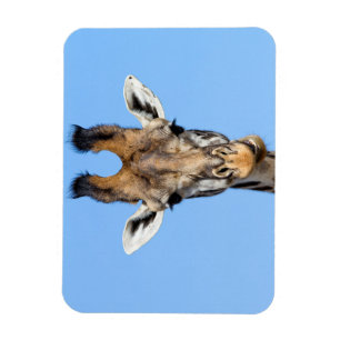 Íman Girafa