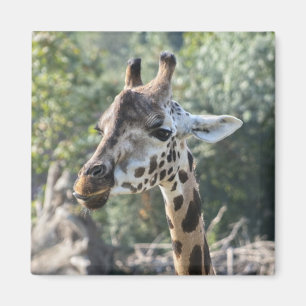Íman Girafa