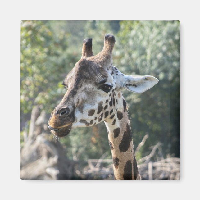 Íman Girafa (Frente)