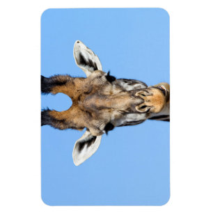 Íman Girafa