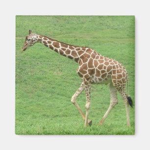Íman girafa