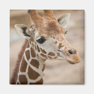 Íman girafa