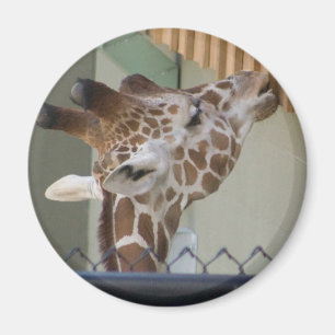 Íman girafa