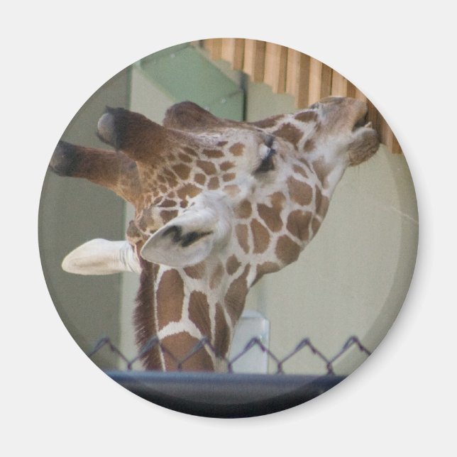 Íman girafa (Frente)