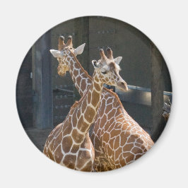 Íman girafa2