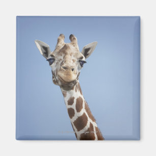 Íman Girafa 2
