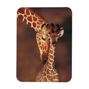 Íman Girafa adulto com vitela (camelopardalis do