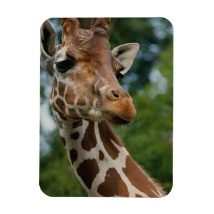 Íman Girafa Amava a Vida Selvagem