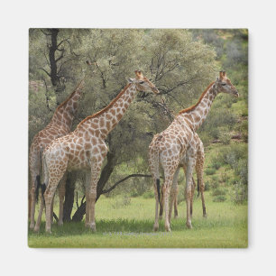 Íman Girafa, camelopardalis do Giraffa, Kgalagadi 2