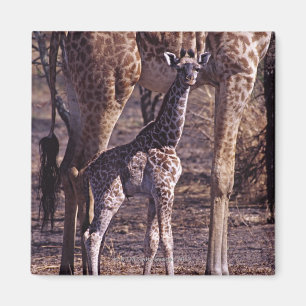 Íman Girafa do bebê e mãe, Tanzânia
