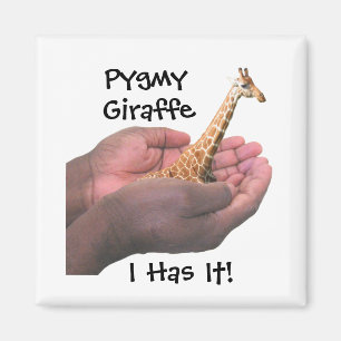 Íman Girafa do pigmeu