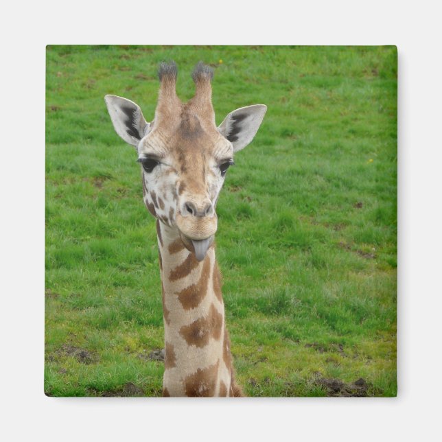 Íman Girafa Engraçada Saindo Da Língua! (Frente)