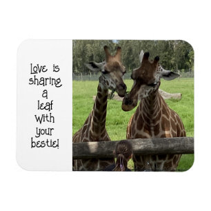 Íman Girafa Love...