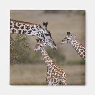 Íman Girafa Masai (Giraffa tippelskirchi)