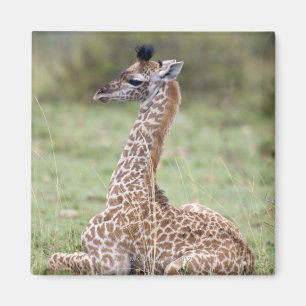 Íman Girafa novo do Masai (camelopardalis do Giraffa
