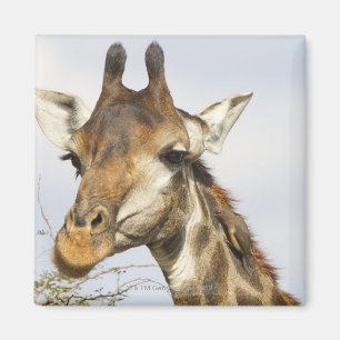 Íman Girafa, parque nacional de Kruger, África do Sul