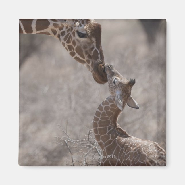 Íman Girafa, Quênia, África (Frente)