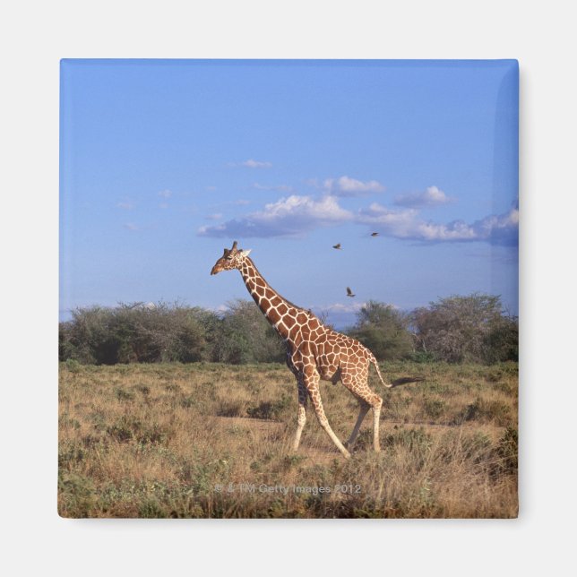 Íman Girafa Reticulada (Frente)