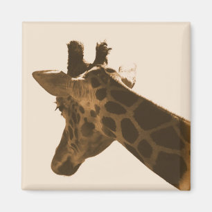 Íman girafa reticulada em ímã sépia