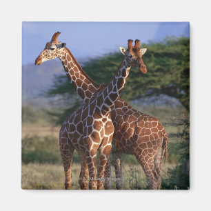 Íman Girafa Reticulated 2