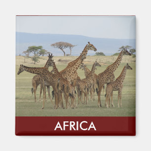 Íman girafa safari