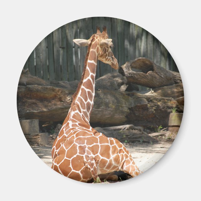 Íman Girafa Sentada Adorável (Frente)