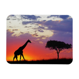 Íman Girafa silhuetada ao nascer do sol, Giraffa