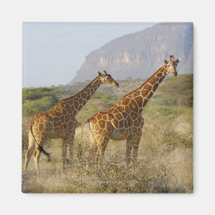 Íman Girafa somaliano, girafa Reticulated, Giraffa