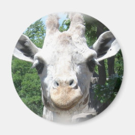 Íman Girafa sorridente