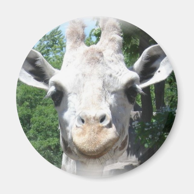 Íman Girafa sorridente (Frente)