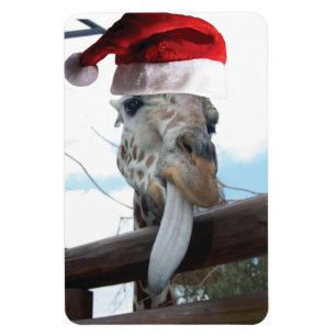Íman Girafa vestindo um chapéu de Papai Noel
