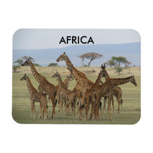 Íman girafas africa