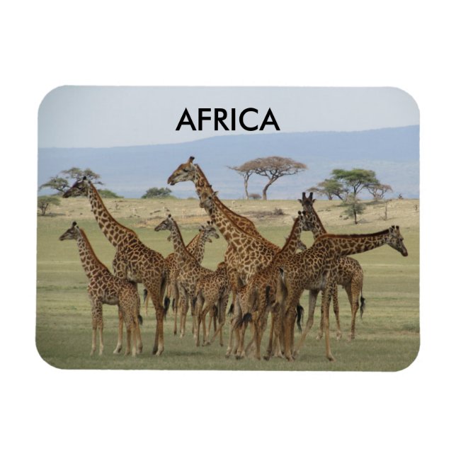 Íman girafas áfrica (Horizontal)