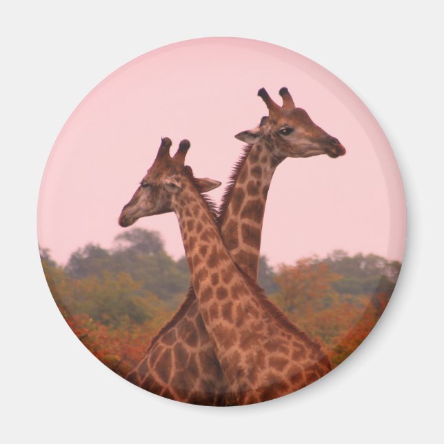 Íman Girafas com céu rosa (Frente)