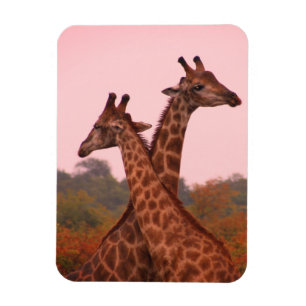 Íman Girafas com céu rosa