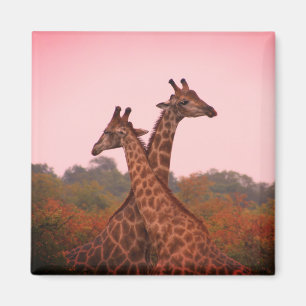 Íman Girafas com céu rosa