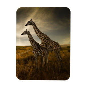 Íman Girafas e a paisagem