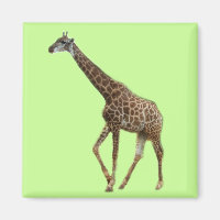 Girafas e árvores,长颈鹿. Fotografia de zoológico de