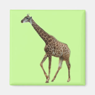 Íman Girafas e árvores,长颈鹿. Fotografia de zoológico de 