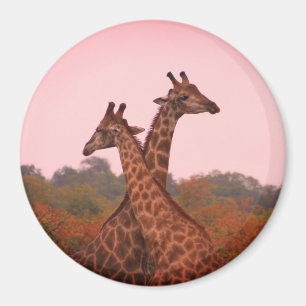 Íman Girafas em pé em mopani com céu rosa