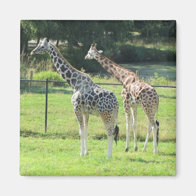 Íman Girafas incríveis (Frente)