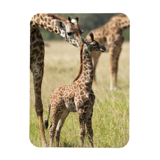Íman Girafas Masai, Giraffa camelopardalis 2 (Vertical)