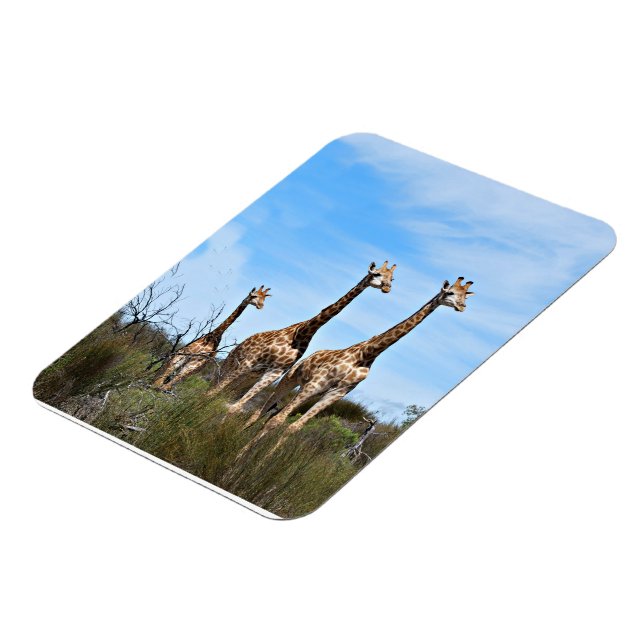 Íman Girafas na Luz Suave da Savana (Left Side)