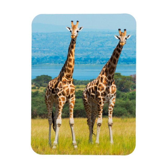 Íman Girafas na Savana, Uganda (Vertical)