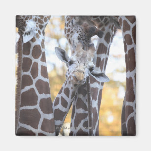 Íman Girafas no jardim zoológico de Tama, jardim