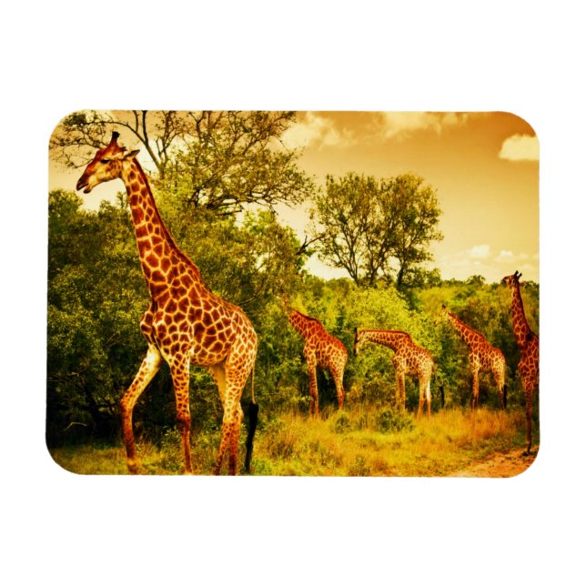 Íman Girafas sul-africanas (Horizontal)