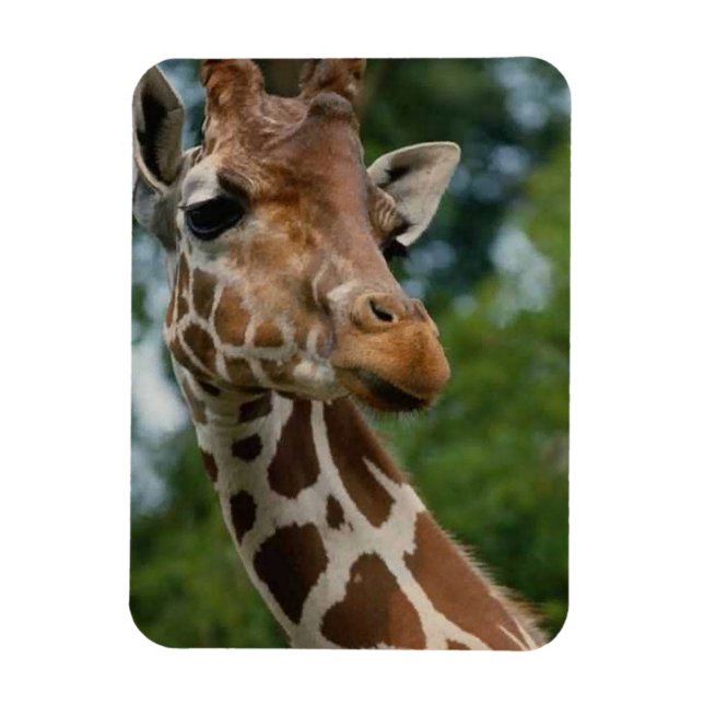 Íman Giraffe Amantes da vida selvagem (Vertical)
