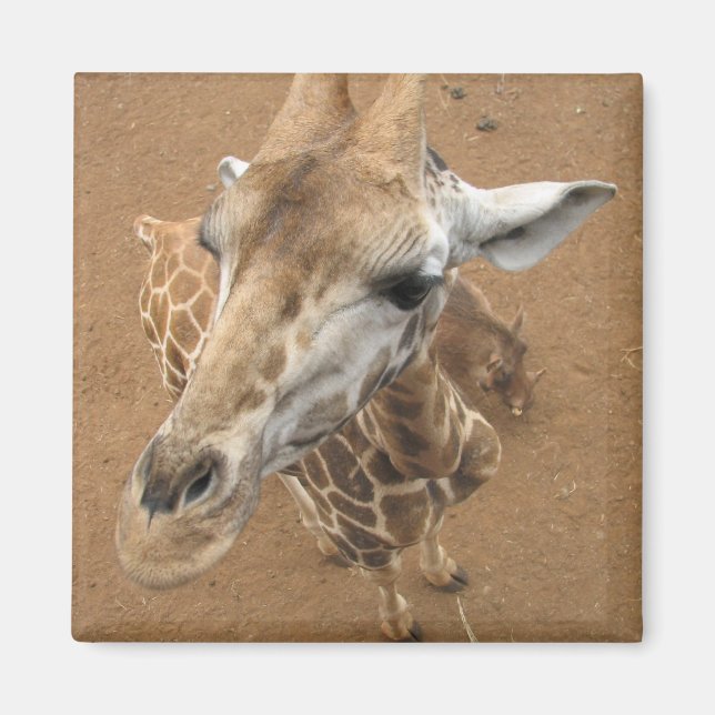 Íman Giraffe Gaze Magnet (Frente)